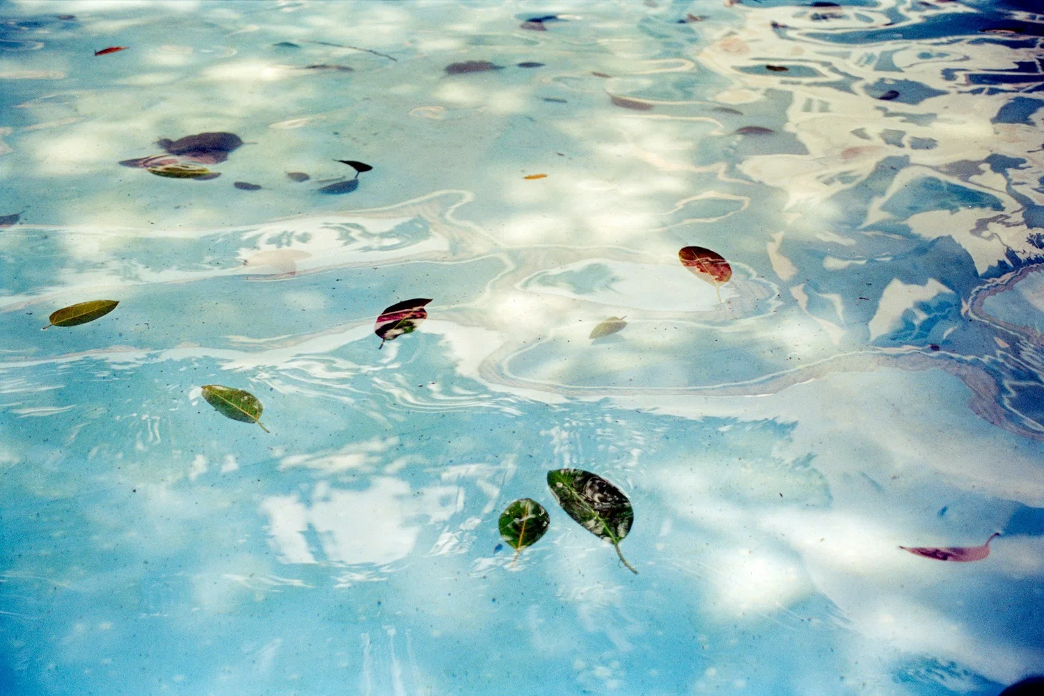 Custom Pools That Stay Clean and Easy During Fall Leaves Drop