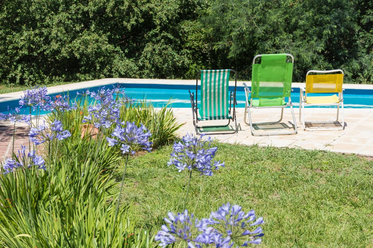 Designing Front Yard Renovation in Los Angeles Around a New Pool