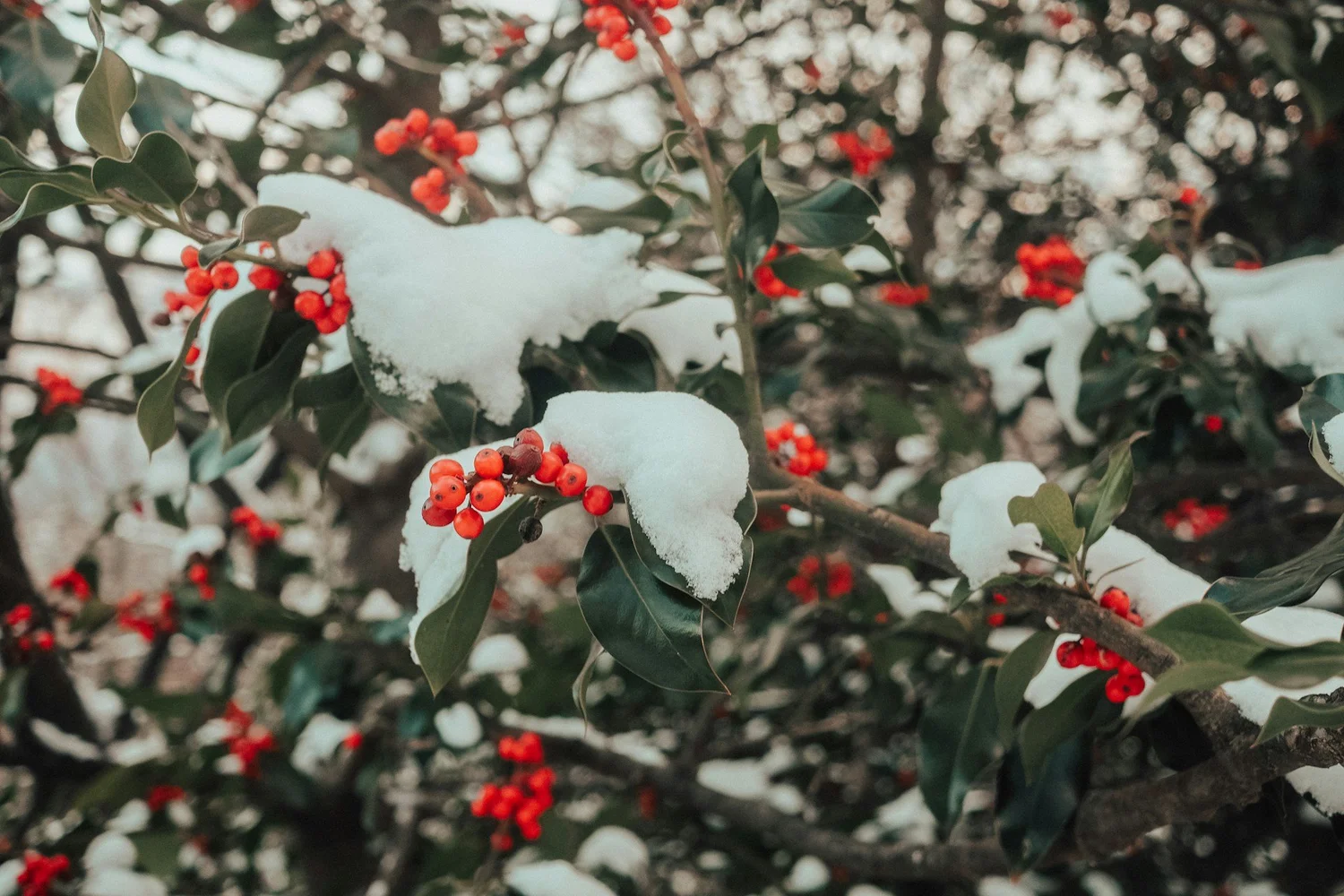 Smart Landscaping Services That Prevent Winter Yard Damage