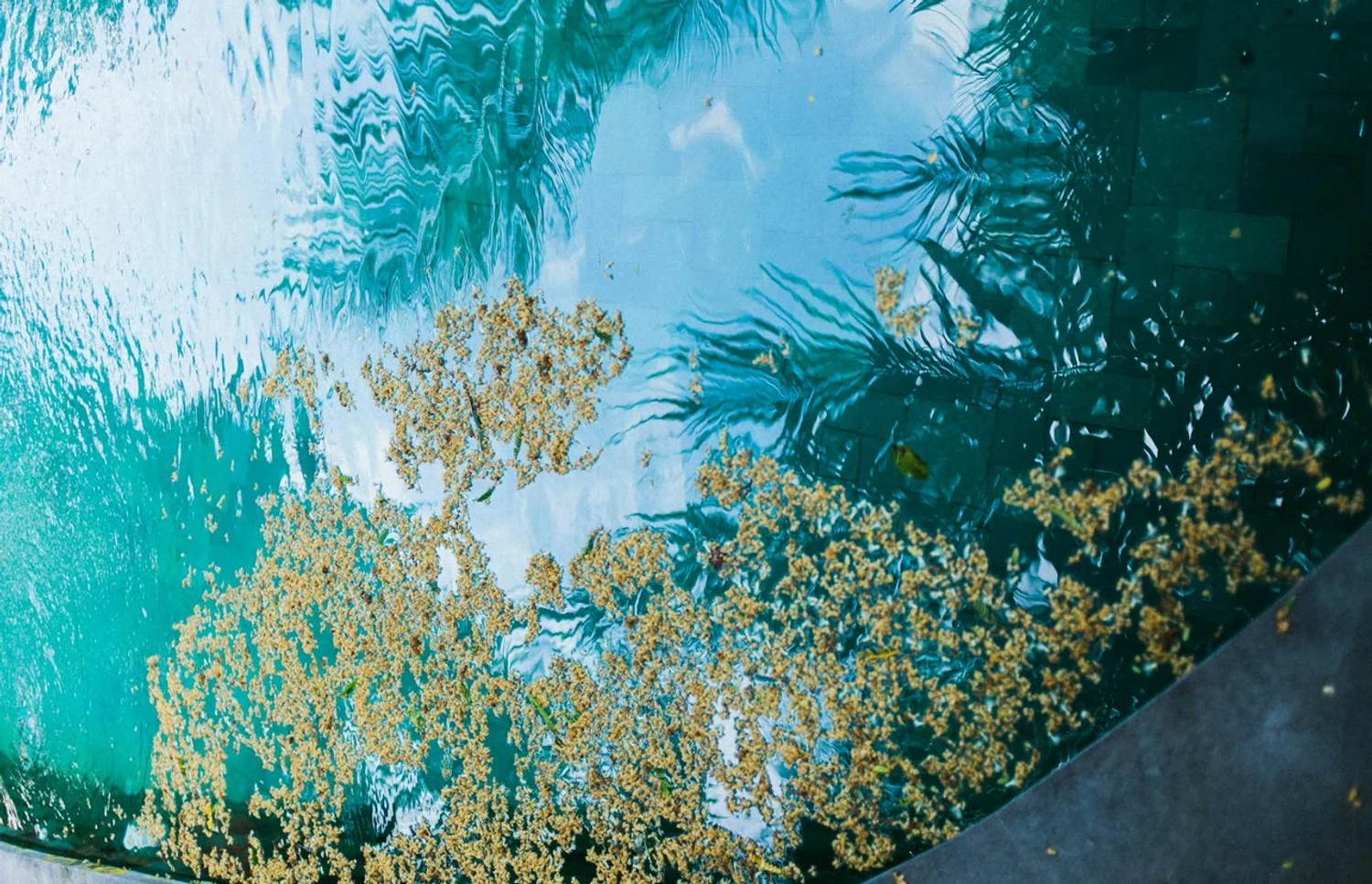 Custom Pools That Can Handle Fall Leaves and Wind